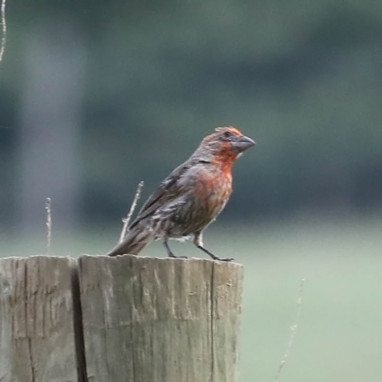 Burugorri arrunta - ML110403011