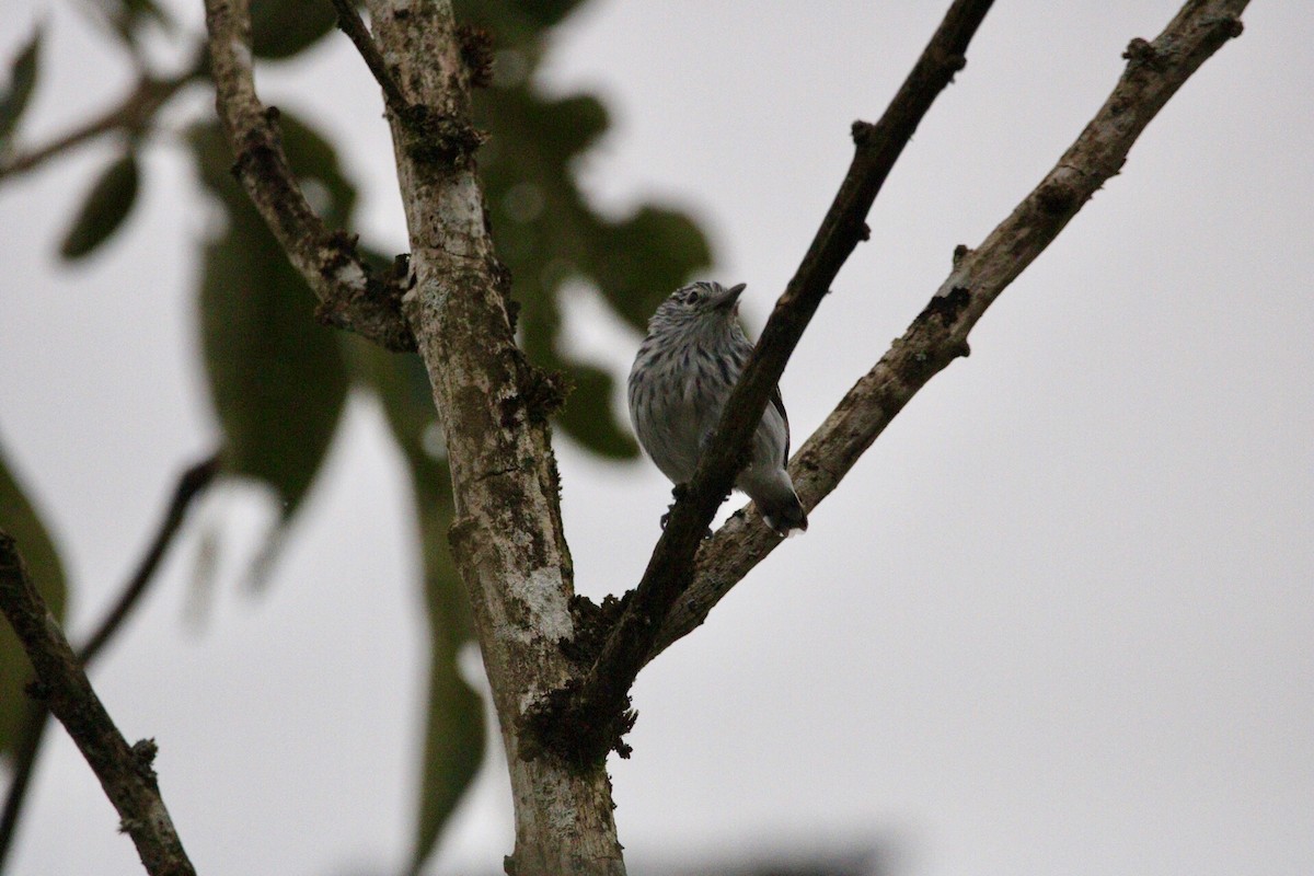 Pacific Antwren - ML110403201