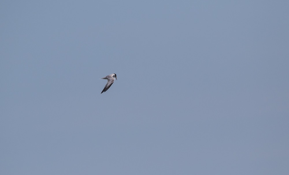 Least Tern - Andrew Guthrie