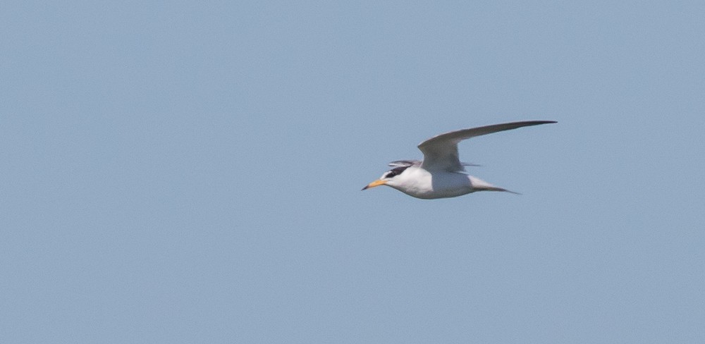 Least Tern - Andrew Guthrie