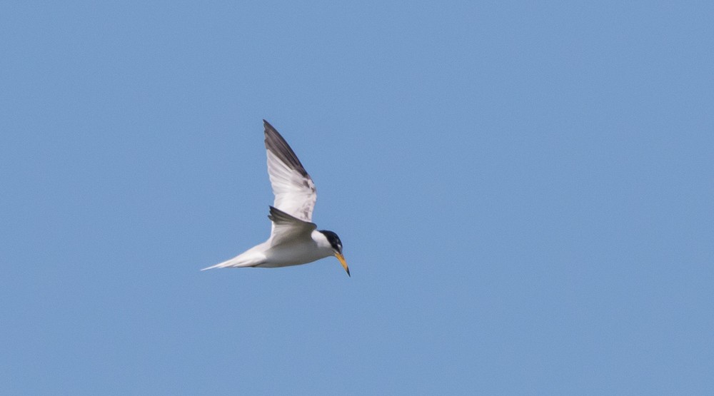 Least Tern - Andrew Guthrie