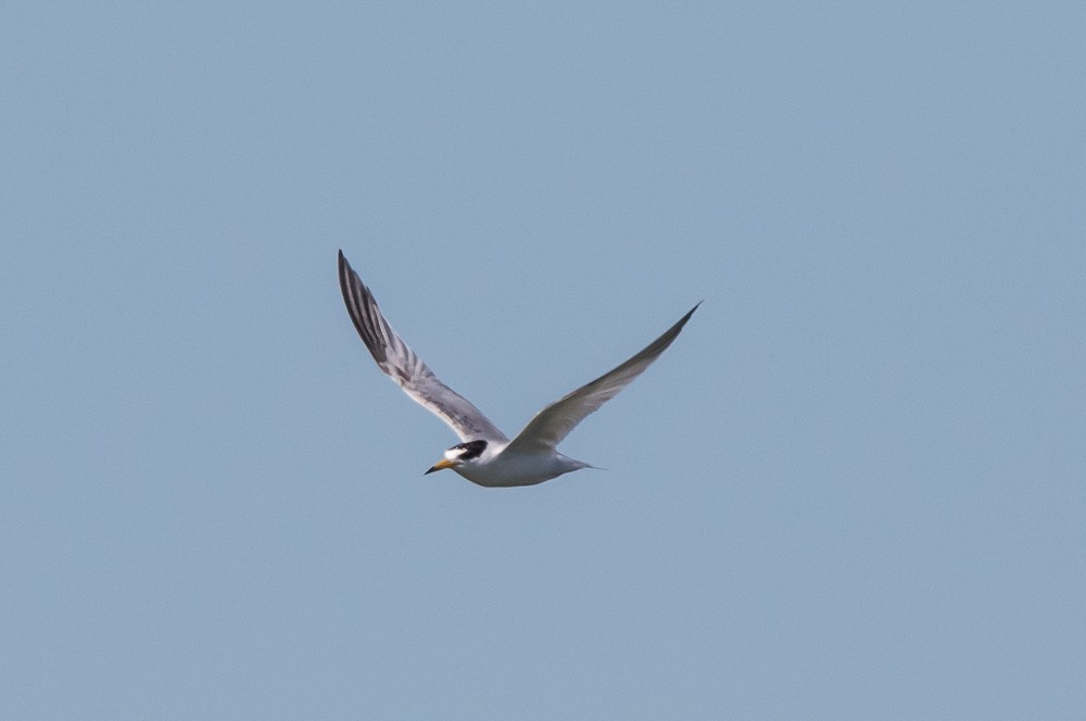 Least Tern - ML110403761