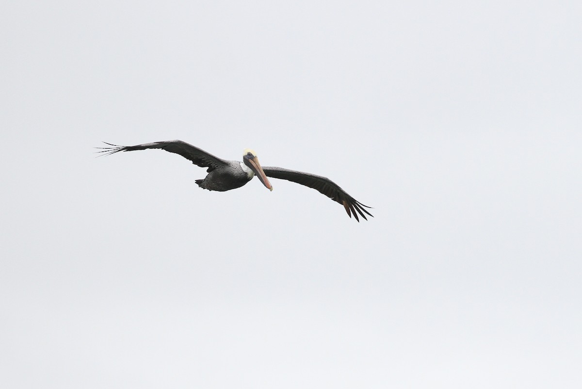 pelikán hnědý (ssp. carolinensis) - ML110404941