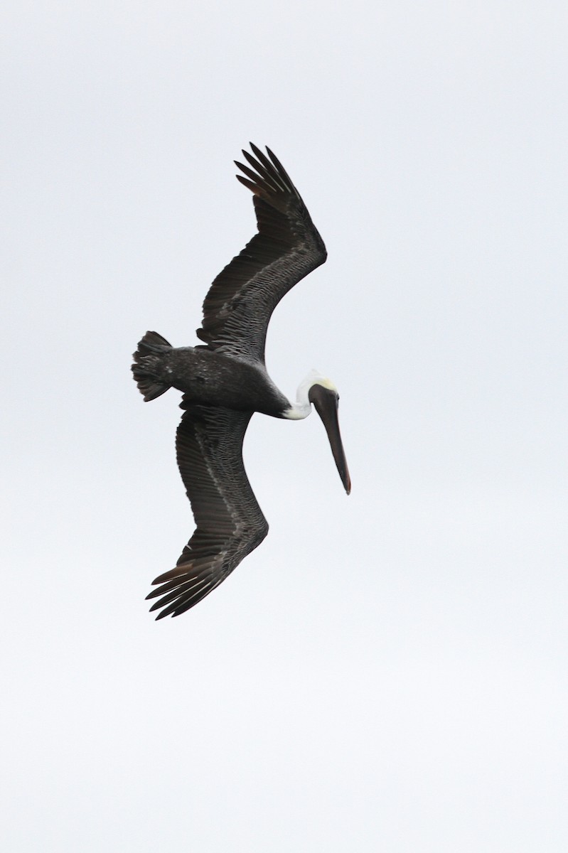 pelikán hnědý (ssp. carolinensis) - ML110404981