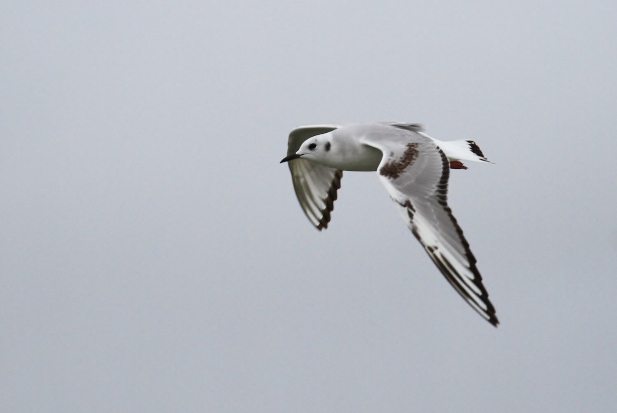 Bonaparte's Gull - Alex Lamoreaux