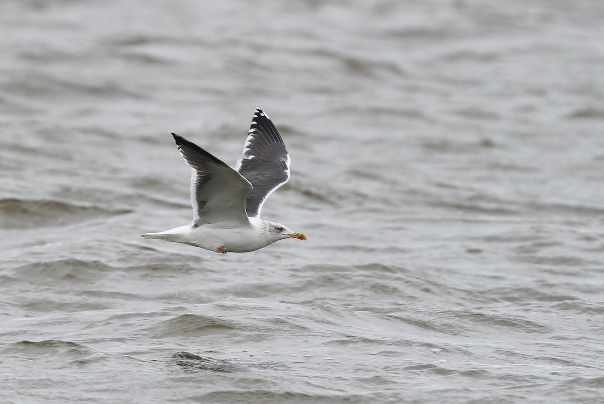 Lesser Black-backed Gull - Alex Lamoreaux