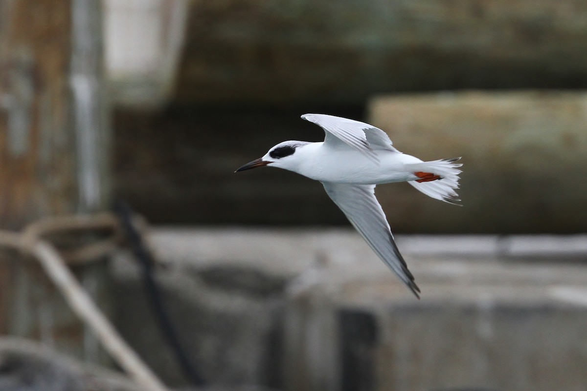 Forster's Tern - ML110405321