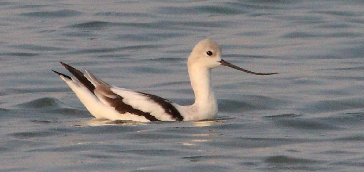 Avocette d'Amérique - ML110405671