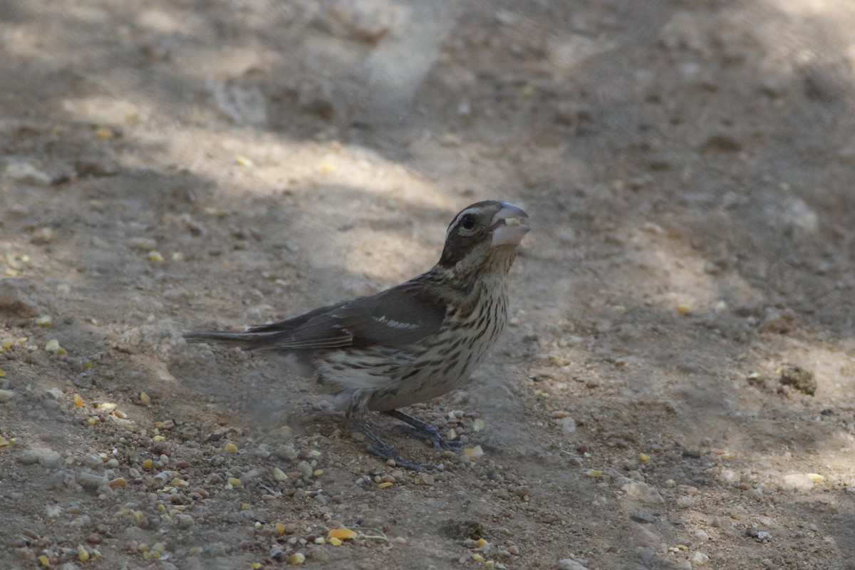 Rose-breasted Grosbeak - John Garrett