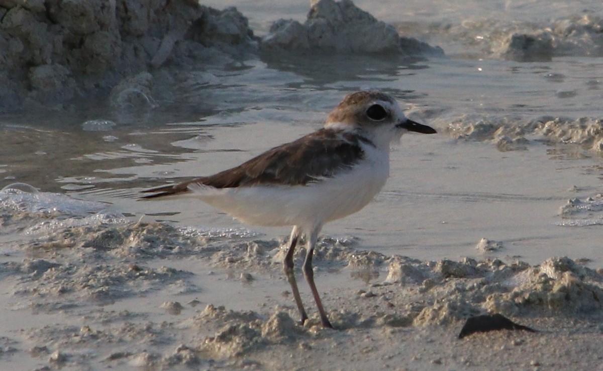 Snowy Plover - ML110405941