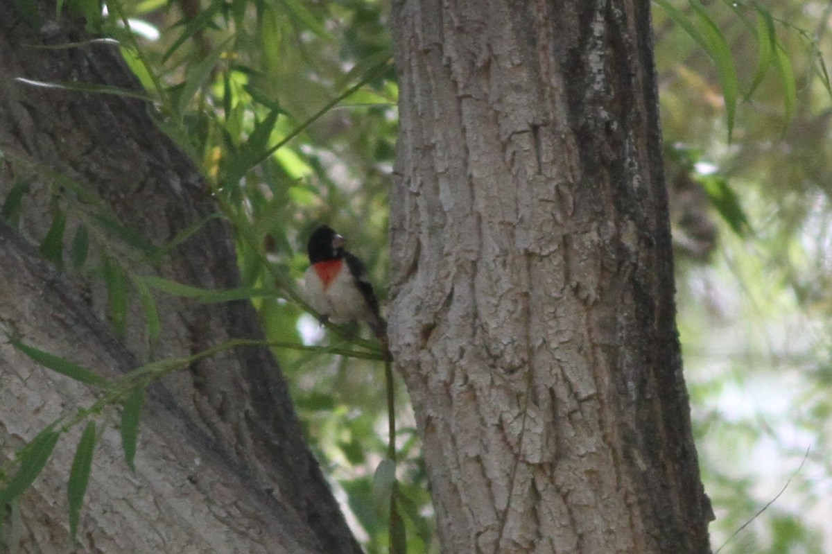 Rose-breasted Grosbeak - John Garrett