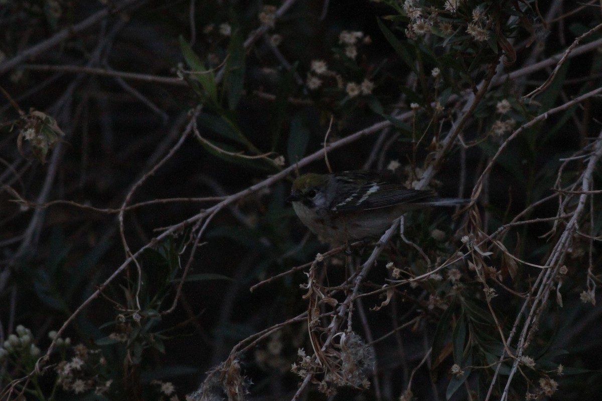 Chestnut-sided Warbler - ML110406021