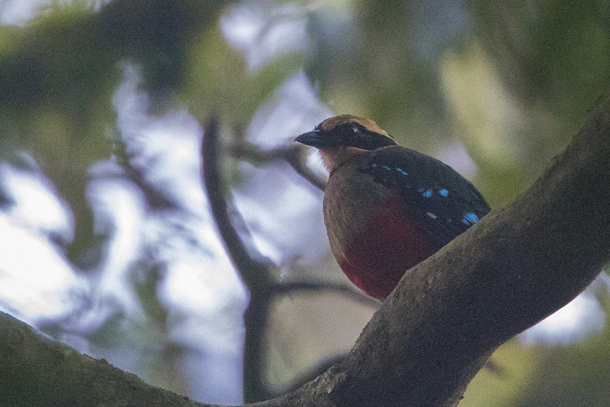 Green-breasted Pitta - ML110406381