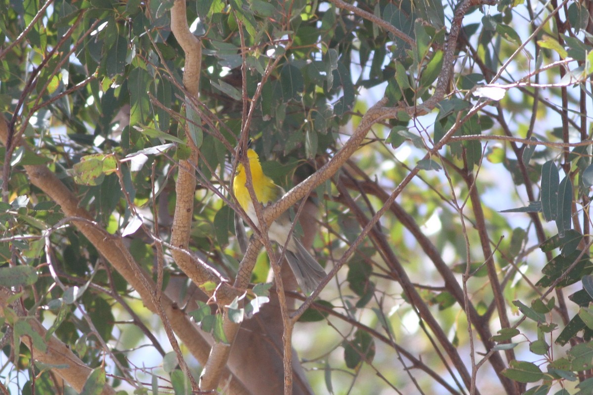 Yellow-breasted Chat - ML110406901