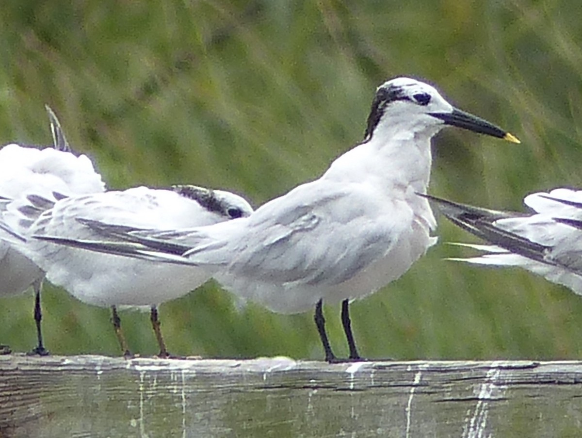 Sandwich Tern - Claire Thomas