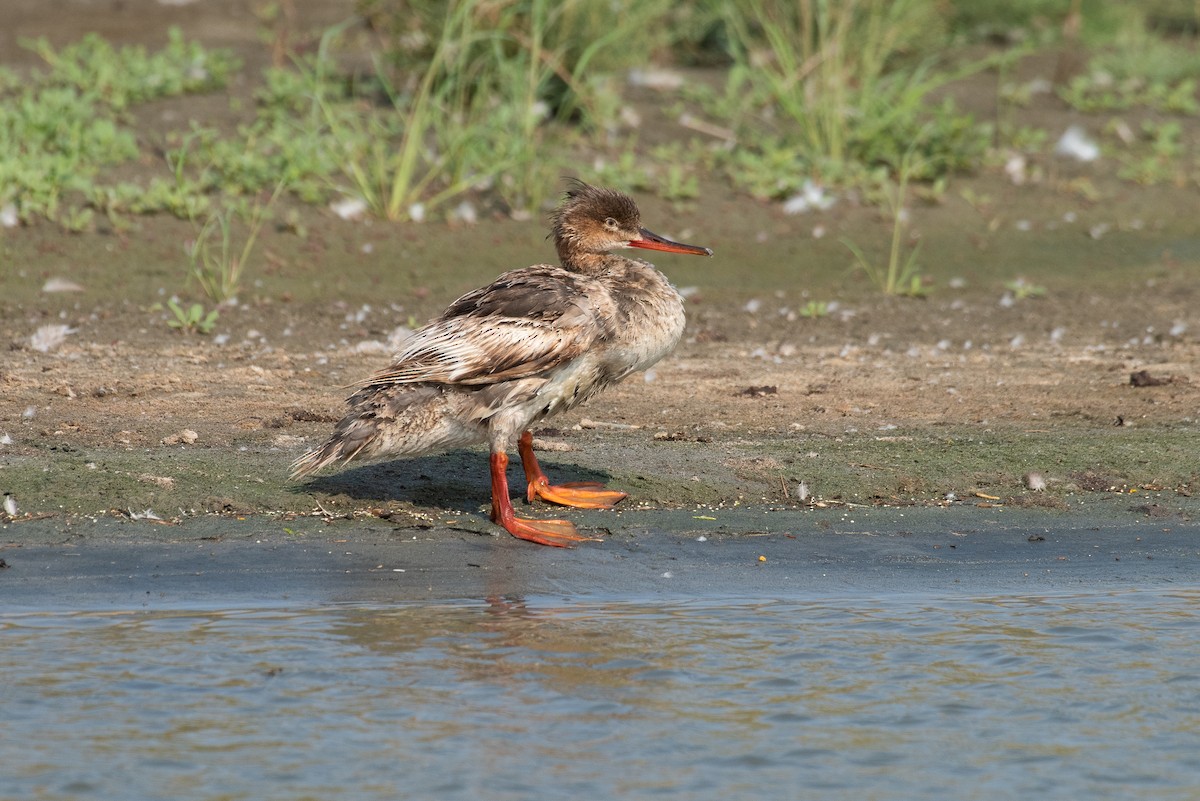 Red-breasted Merganser - ML110407021