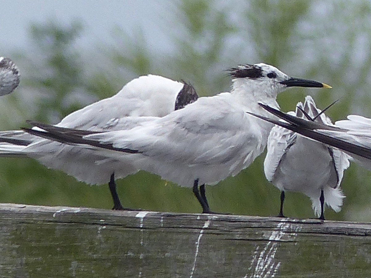 Sandwich Tern - Claire Thomas