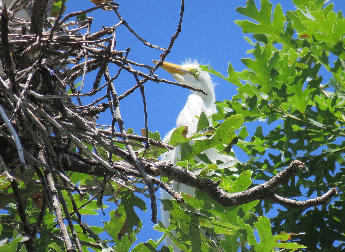 Great Egret - Anne Moretti