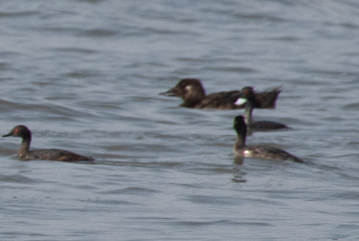 White-winged Scoter - ML110407171