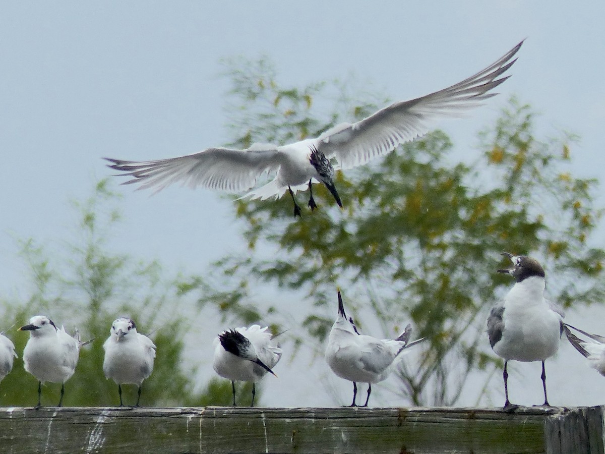 Sandwich Tern - ML110407581