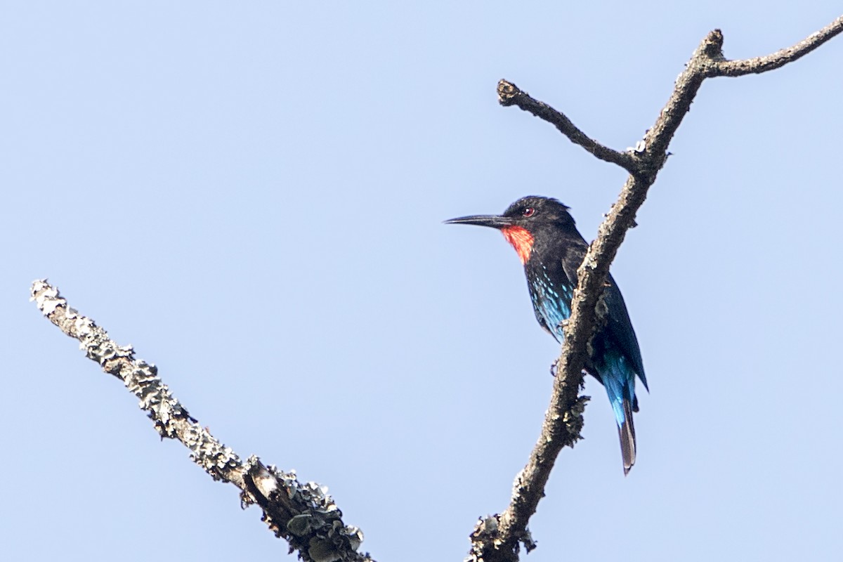 Black Bee-eater - Bradley Hacker 🦜