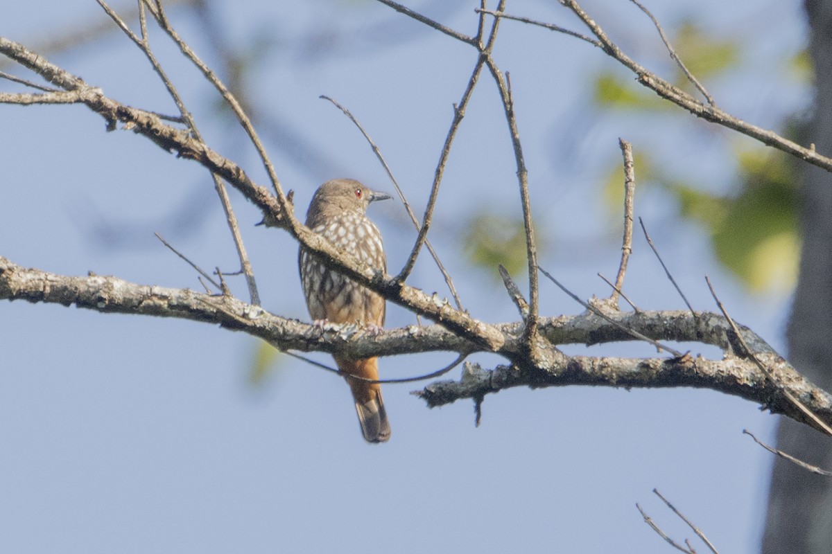 African Shrike-flycatcher - ML110407801