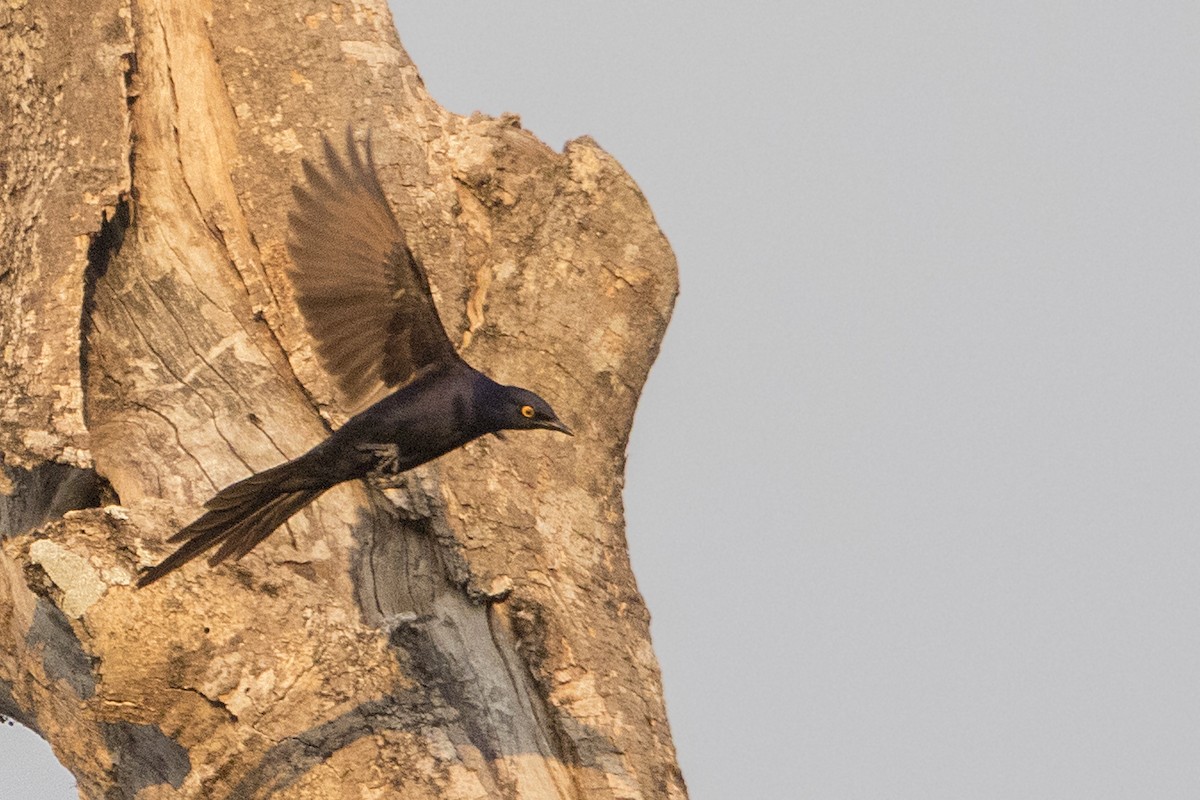 Narrow-tailed Starling - Bradley Hacker 🦜