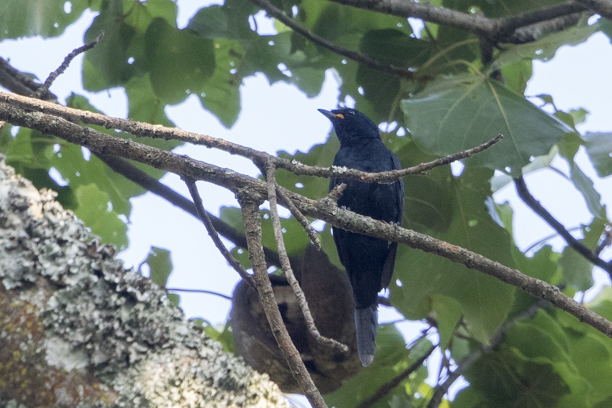 Petit's Cuckooshrike - ML110408141