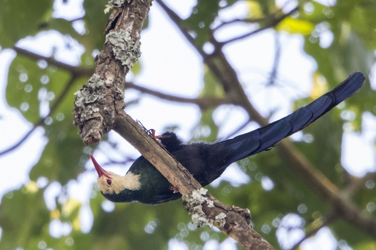 White-headed Woodhoopoe - ML110408161