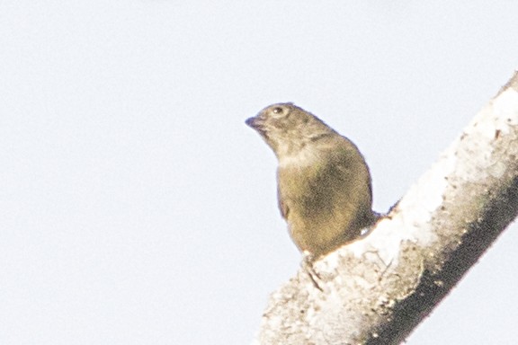 Willcocks's Honeyguide - ML110408171