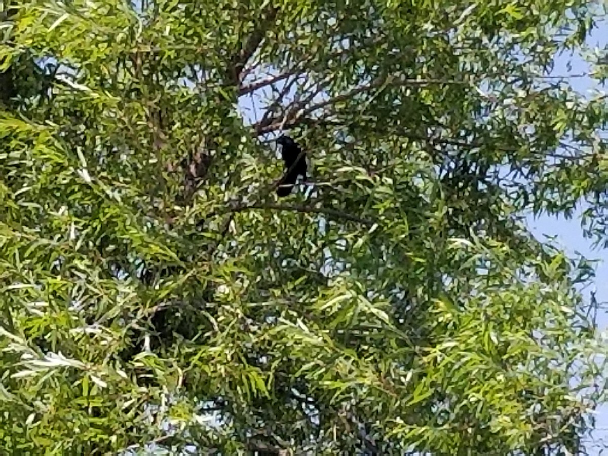 Groove-billed Ani - ML110408421