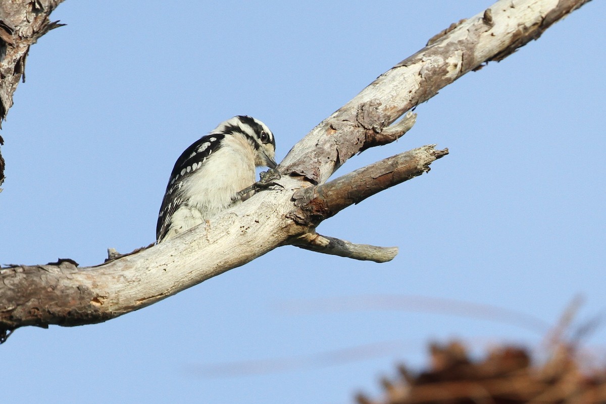 Downy Woodpecker (Eastern) - ML110408681