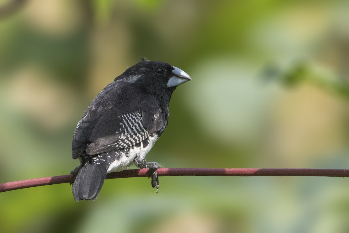 Black-and-white Mannikin - Bradley Hacker 🦜