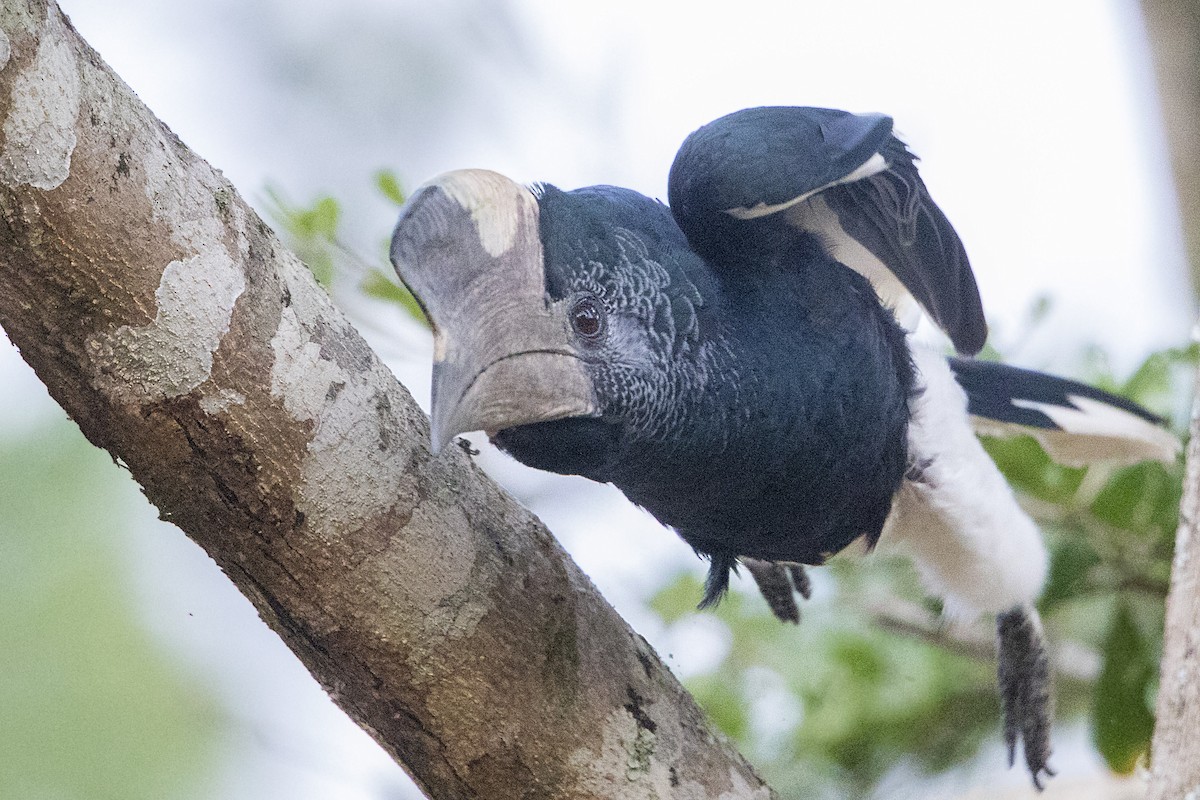 Black-and-white-casqued Hornbill - Bradley Hacker 🦜