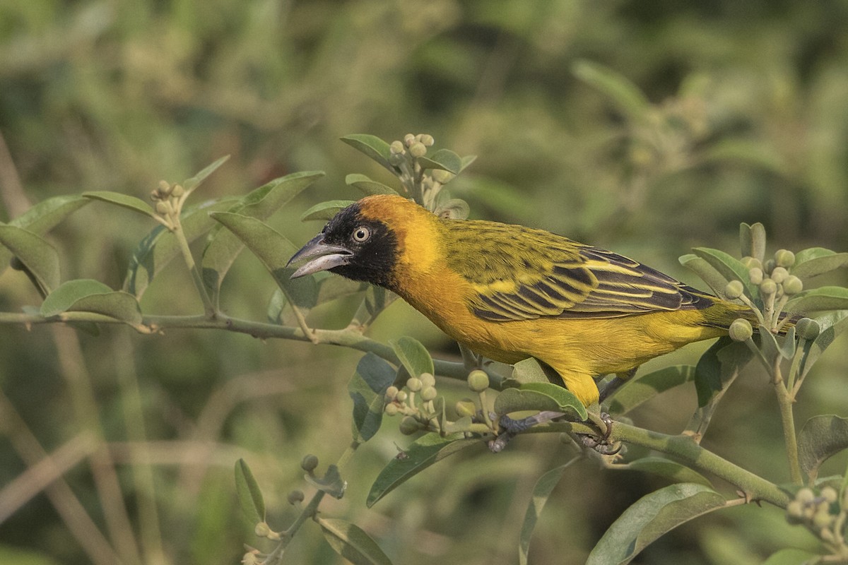 Lesser Masked-Weaver - ML110410281