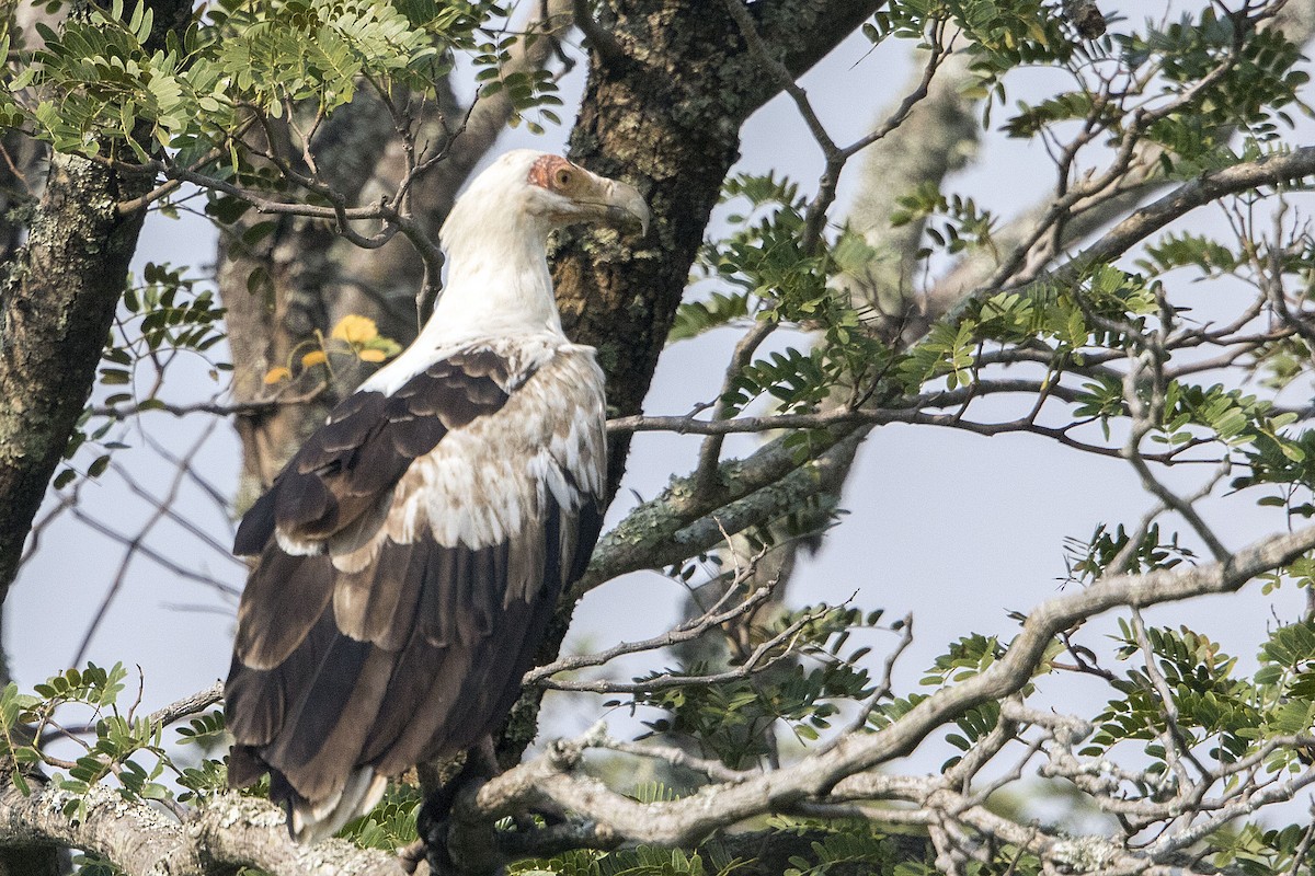 Palm-nut Vulture - ML110410381