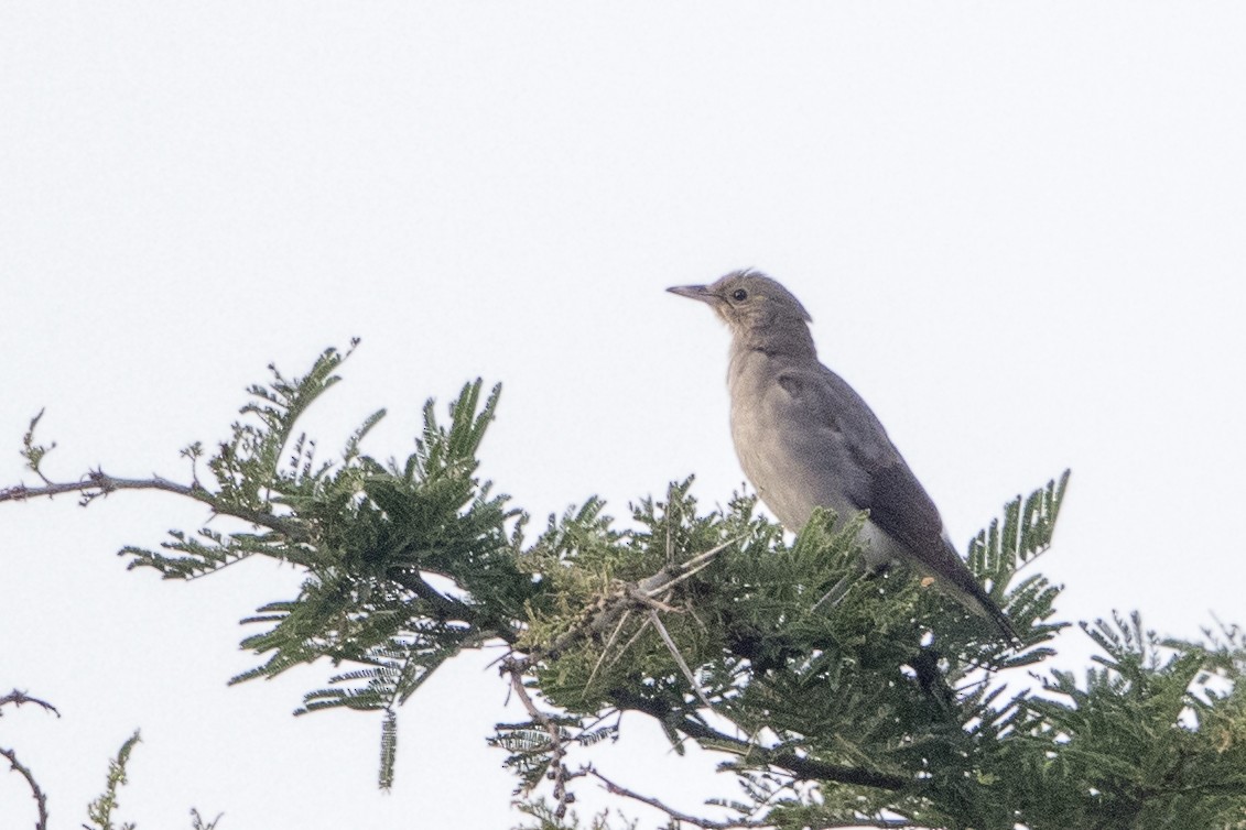 Wattled Starling - ML110410651