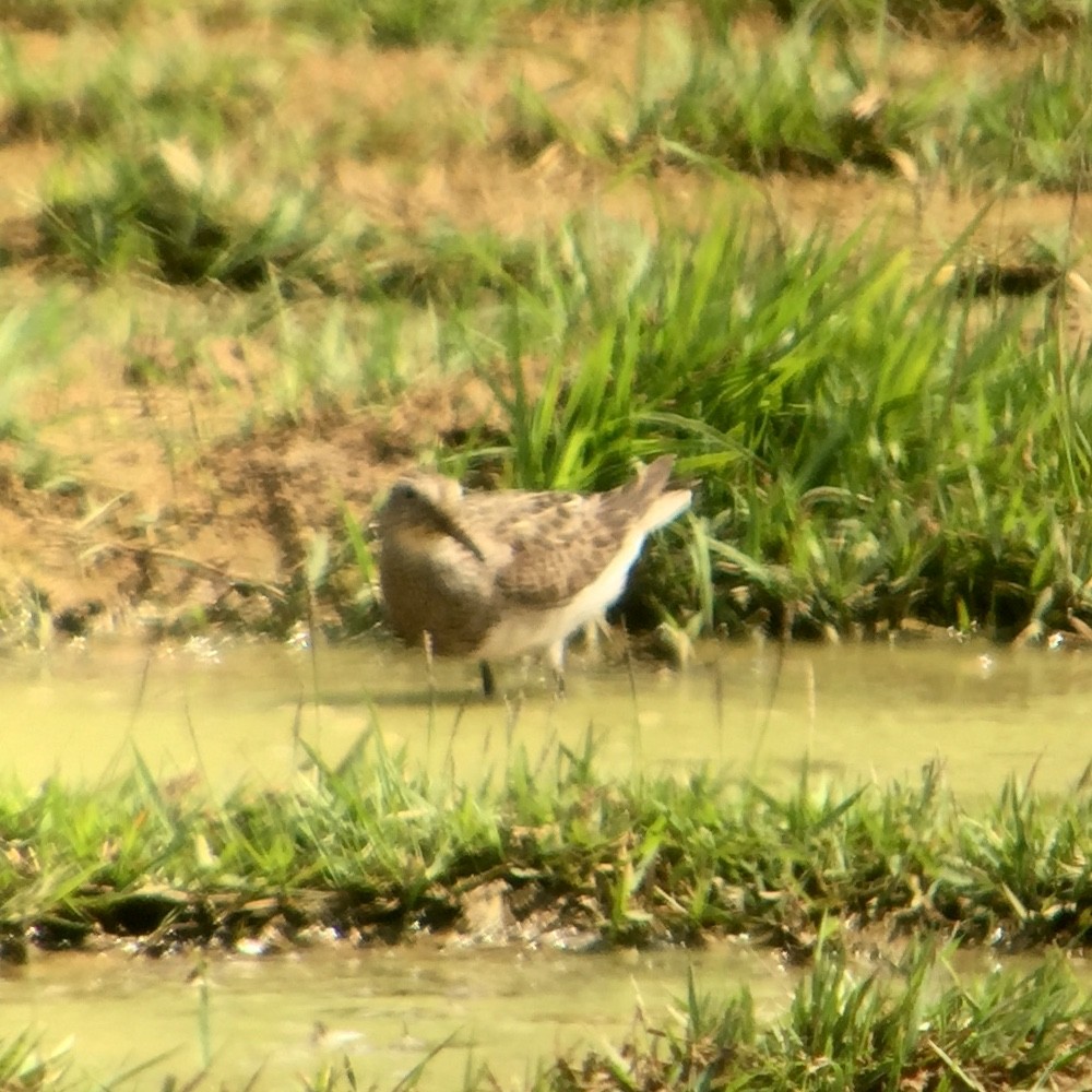 Орог элсэг - ML110411941