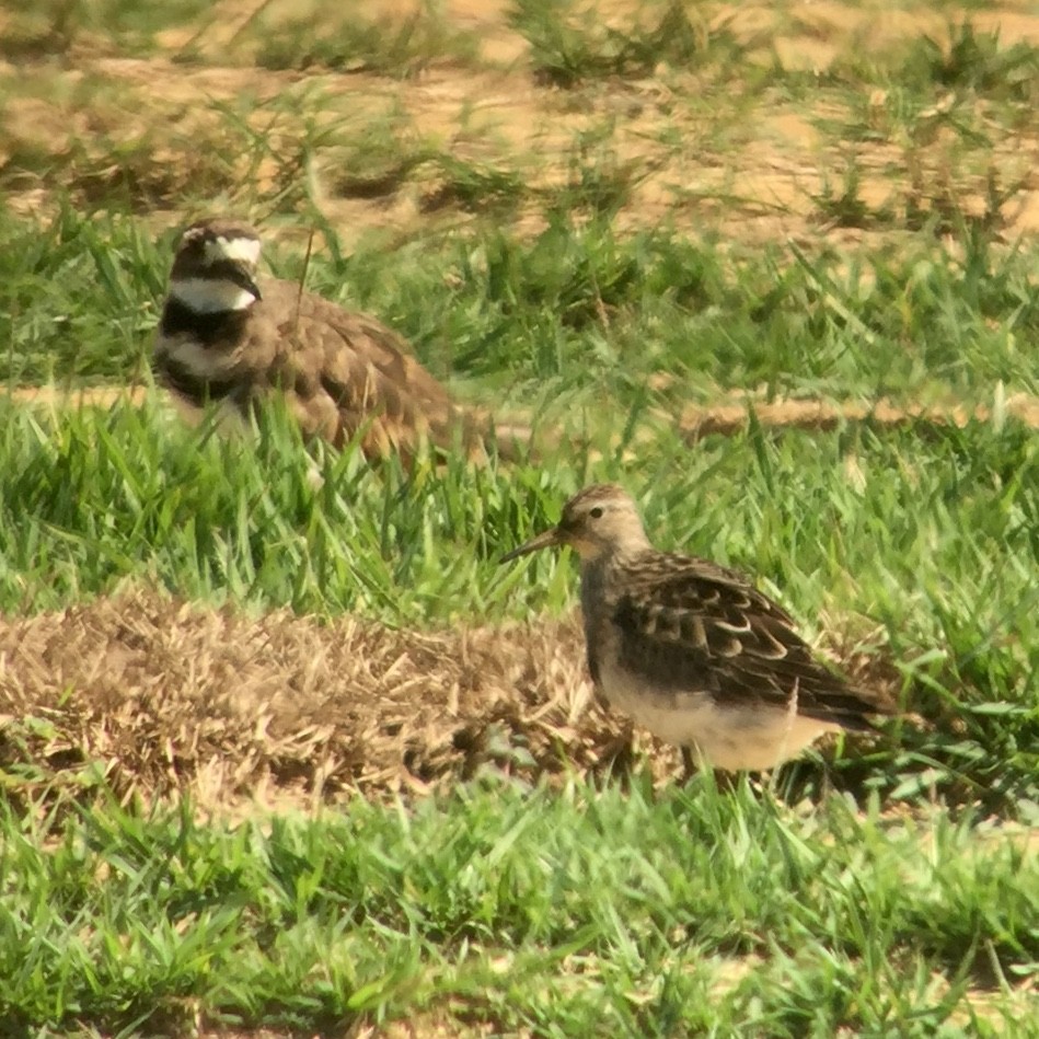 Орог элсэг - ML110411961