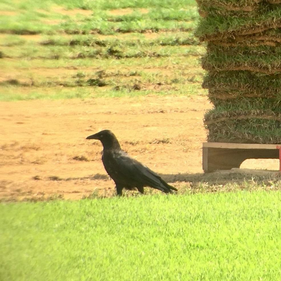 American Crow - ML110412571