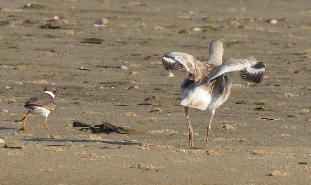 willetsnipe (semipalmata) - ML110414491