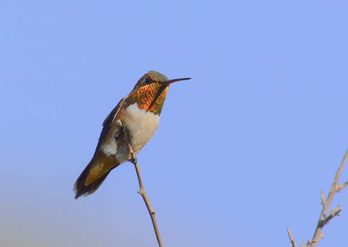 Rufous Hummingbird - ML110415031