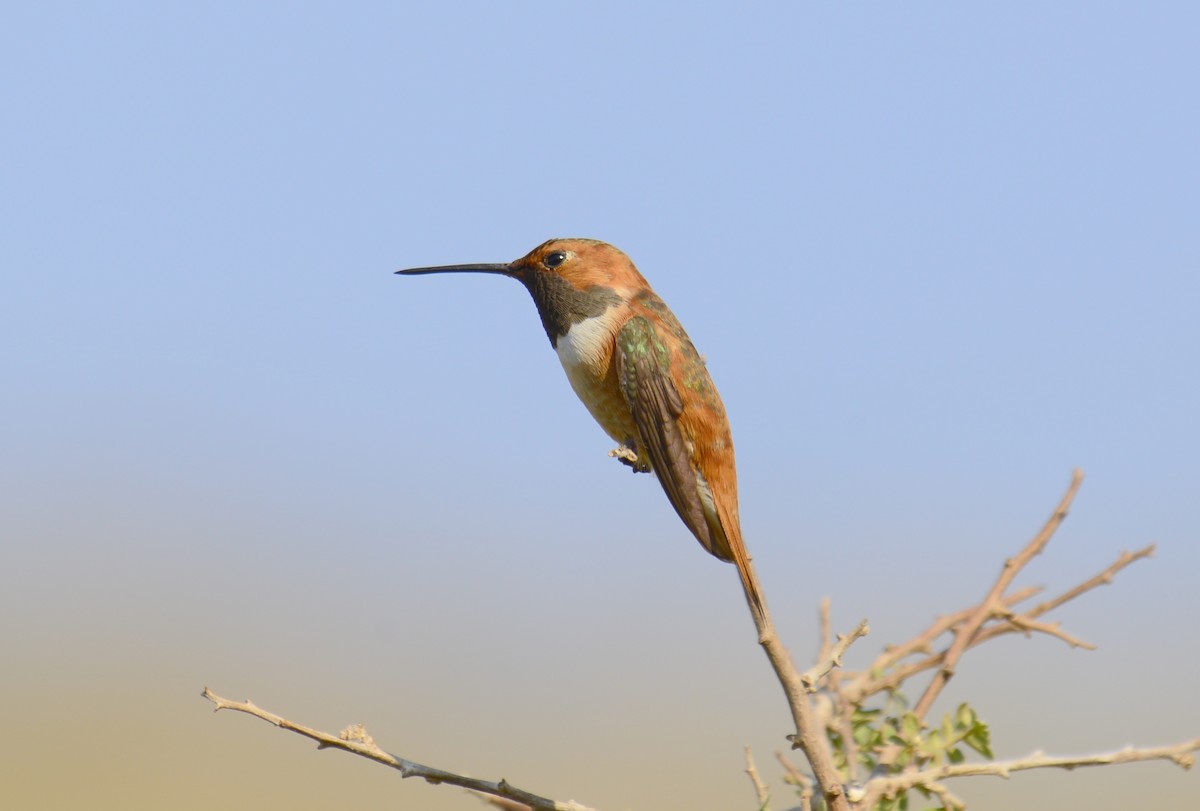 Rufous Hummingbird - ML110415041