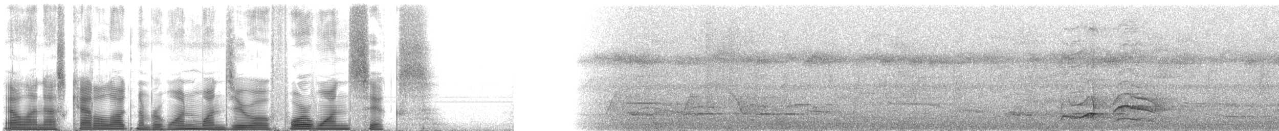 Pic ondé (groupe grammicus) - ML110416