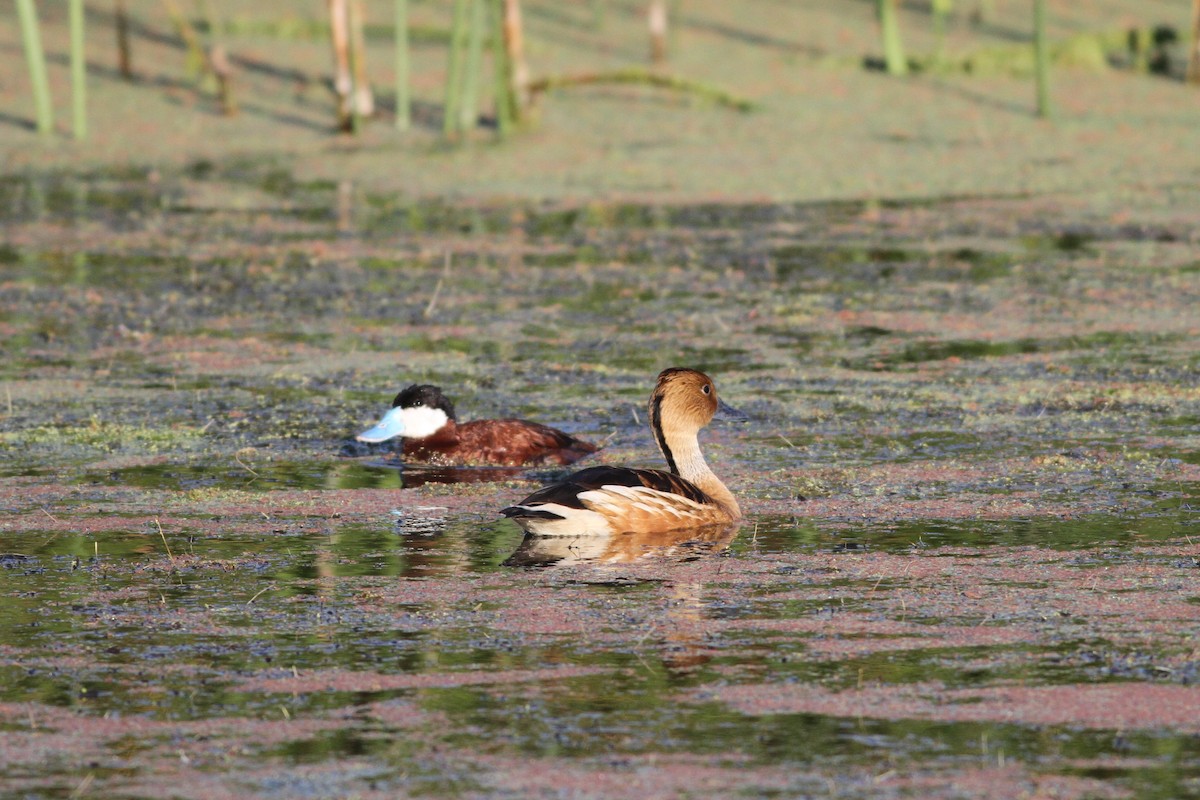 Fulvous Whistling-Duck - John Garrett