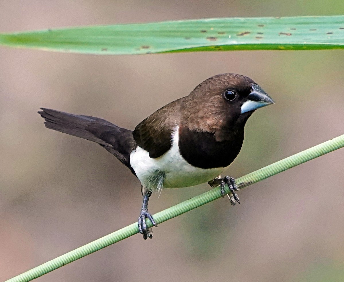 Javan Munia - ML110416951
