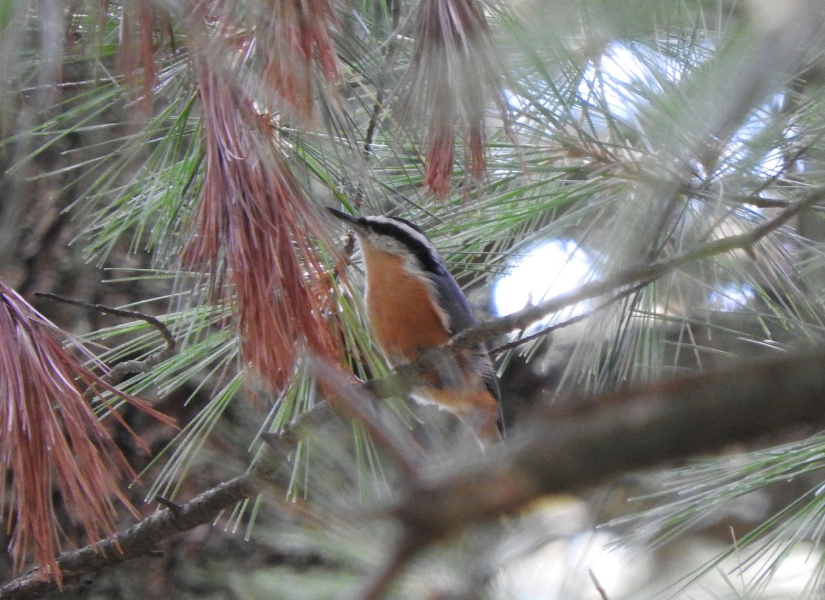 Red-breasted Nuthatch - ML110417401