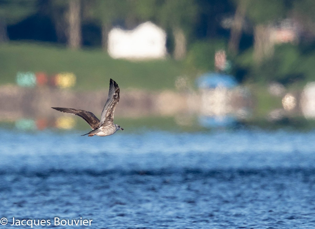 Lesser Black-backed Gull - Jacques Bouvier