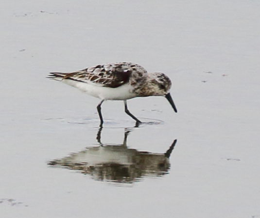 Гурвалж элсэг - ML110420081