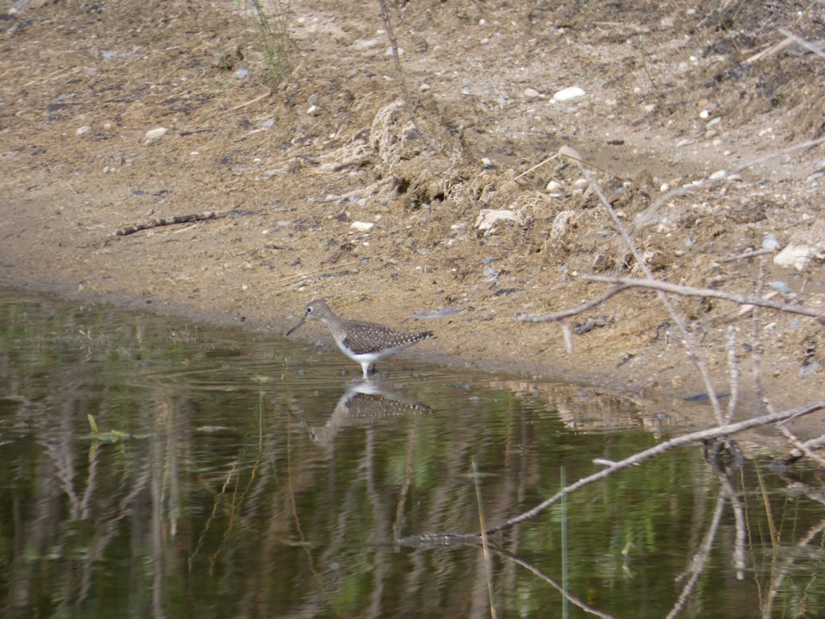 Solitary Sandpiper - ML110420431